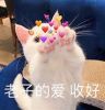爱猫生活