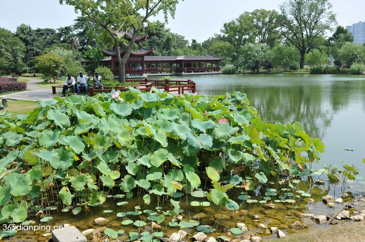 橘子洲头4
