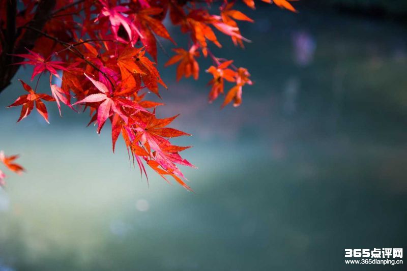 岳麓山5