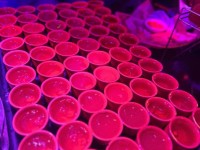 贰麻酒馆(渔人码头店)
