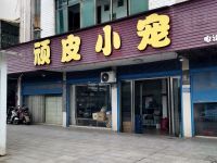 顽皮小宠 