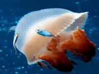 海上世界